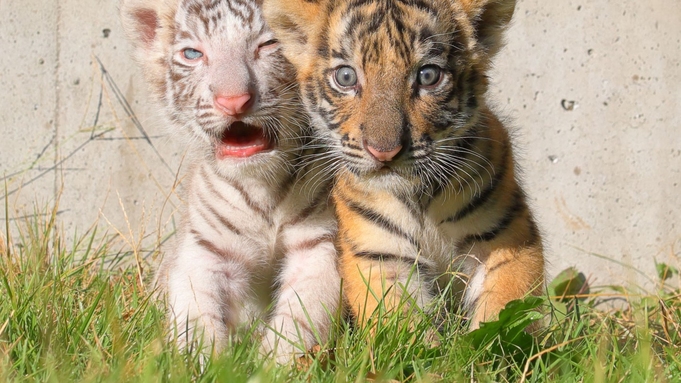 【しろとり動物園入場券付】『自由すぎる動物園』で大人気！動物たちとの距離０でふれあい体験！【朝食付】